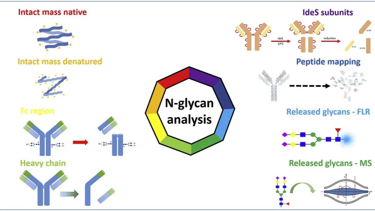 PNGase F and Its Role in N-Glycan Analysis