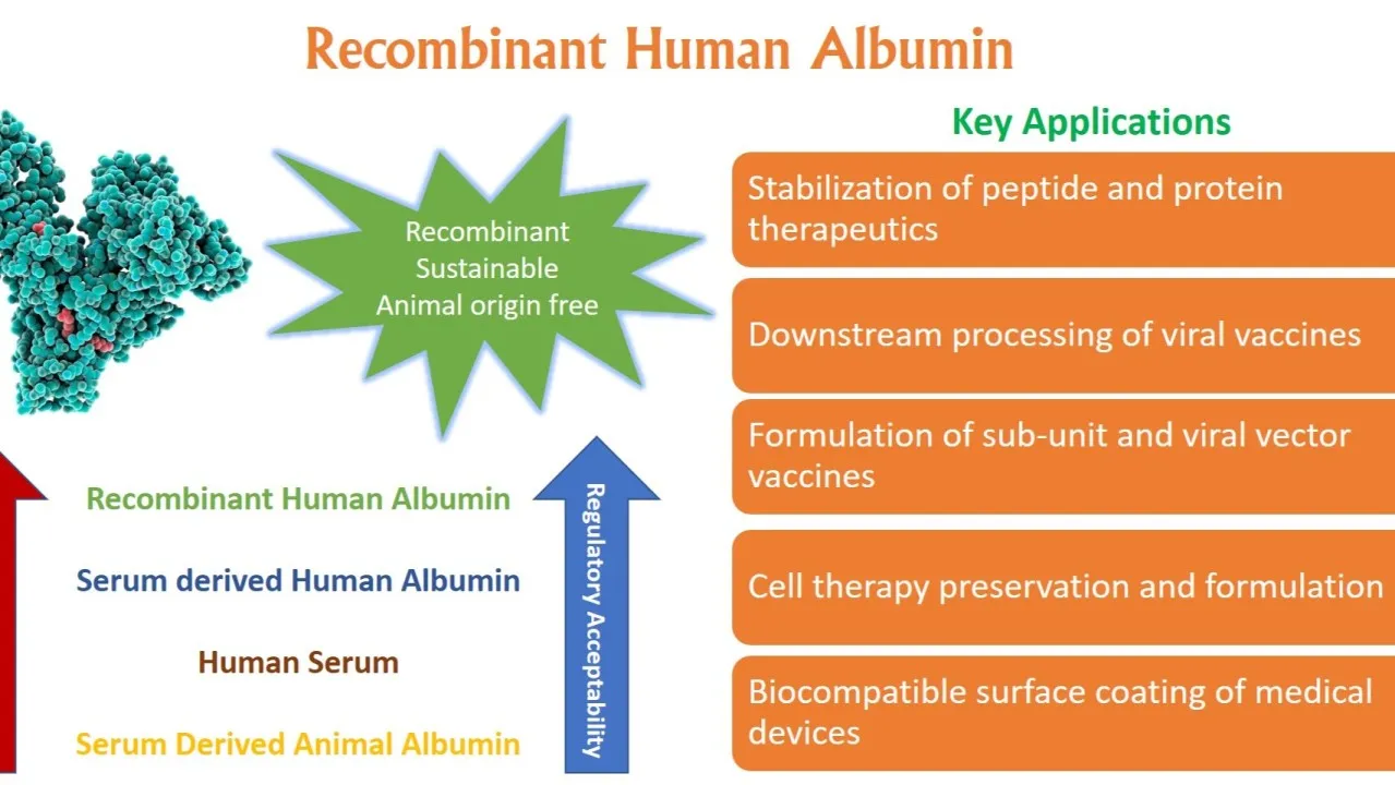 Recombinant Human Albumin in Cell Culture-Safety, Consistency and Performance