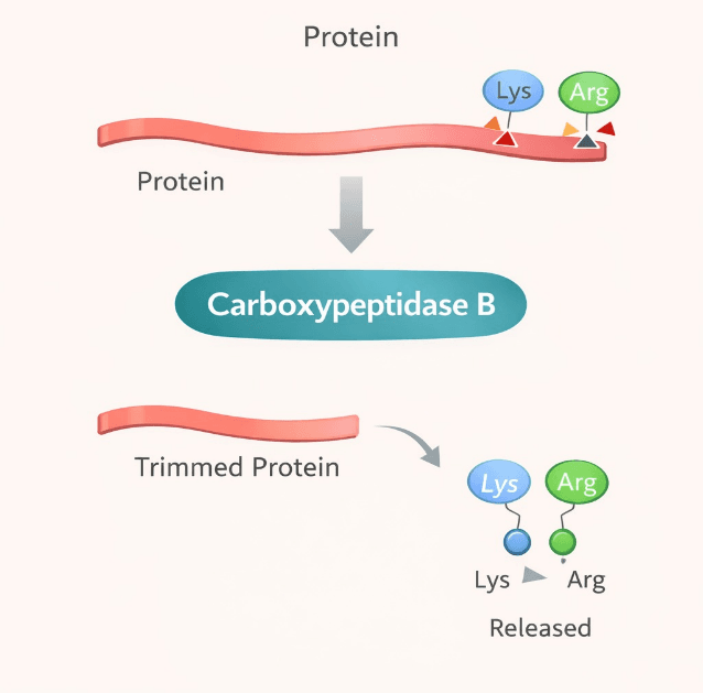 Carboxypeptidase B Cleavage Diagram