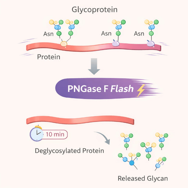 PNGase F Flash™ Cleavage Diagram