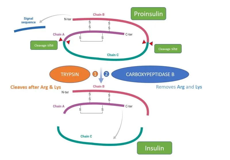 How Trypsin and CPB help make insulin | Provis Biolabs posted on the topic | LinkedIn